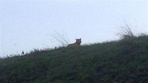 le faux tigre de seine et marne